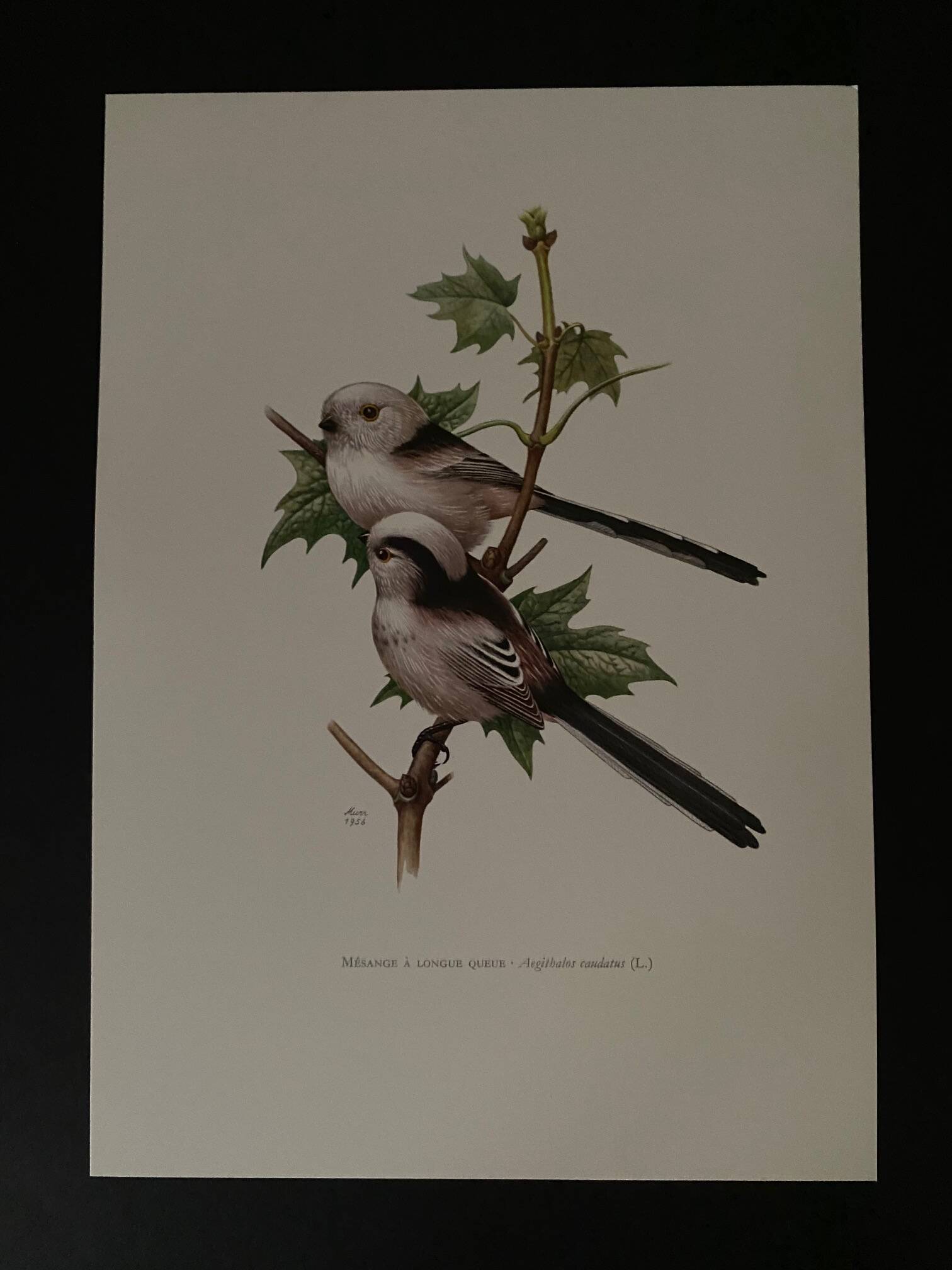 Old ornithological plate – Long-tailed tit
