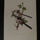Old ornithological plate – Long-tailed tit