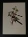 Old ornithological plate – Long-tailed tit