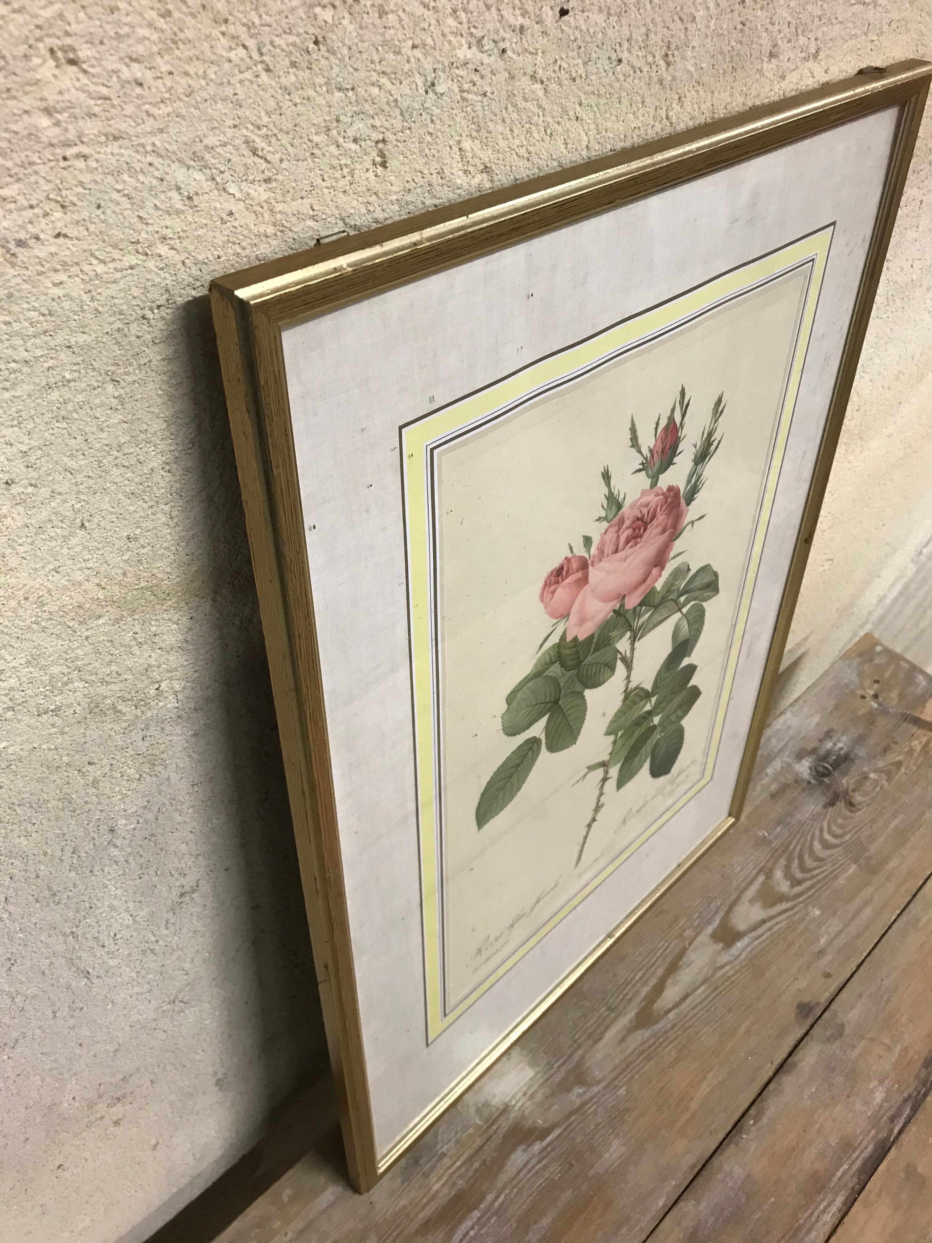 Engraving "rosier des perfumers"