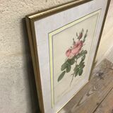 Engraving "rosier des perfumers"