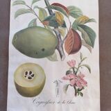 Affiche botanique cognassier