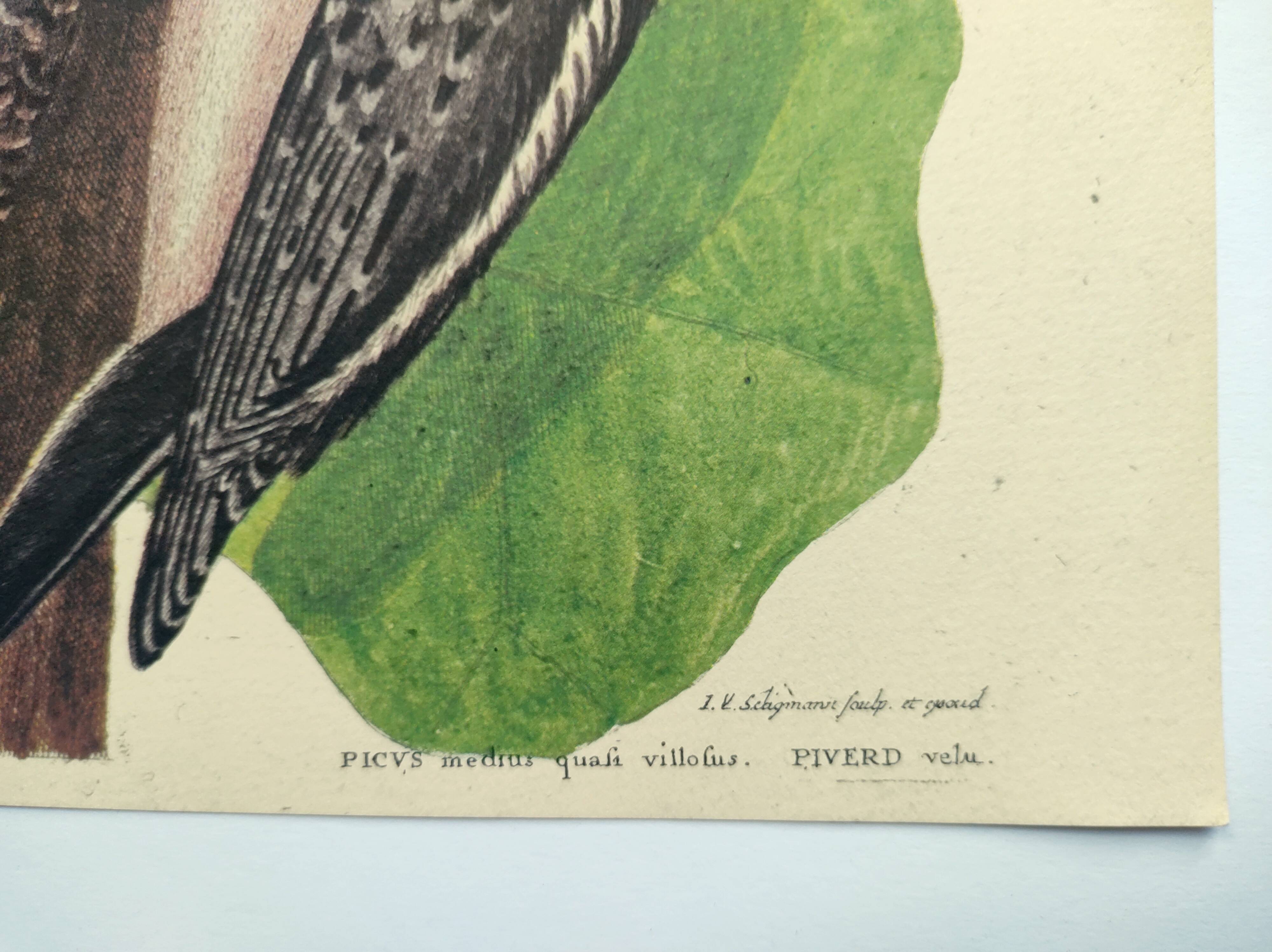 Old bird board - Woodpecker & Woodpecker - Ornithological and zoological engraving by Seligmann & Catesby