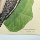 Old bird board - Woodpecker & Woodpecker - Ornithological and zoological engraving by Seligmann & Catesby