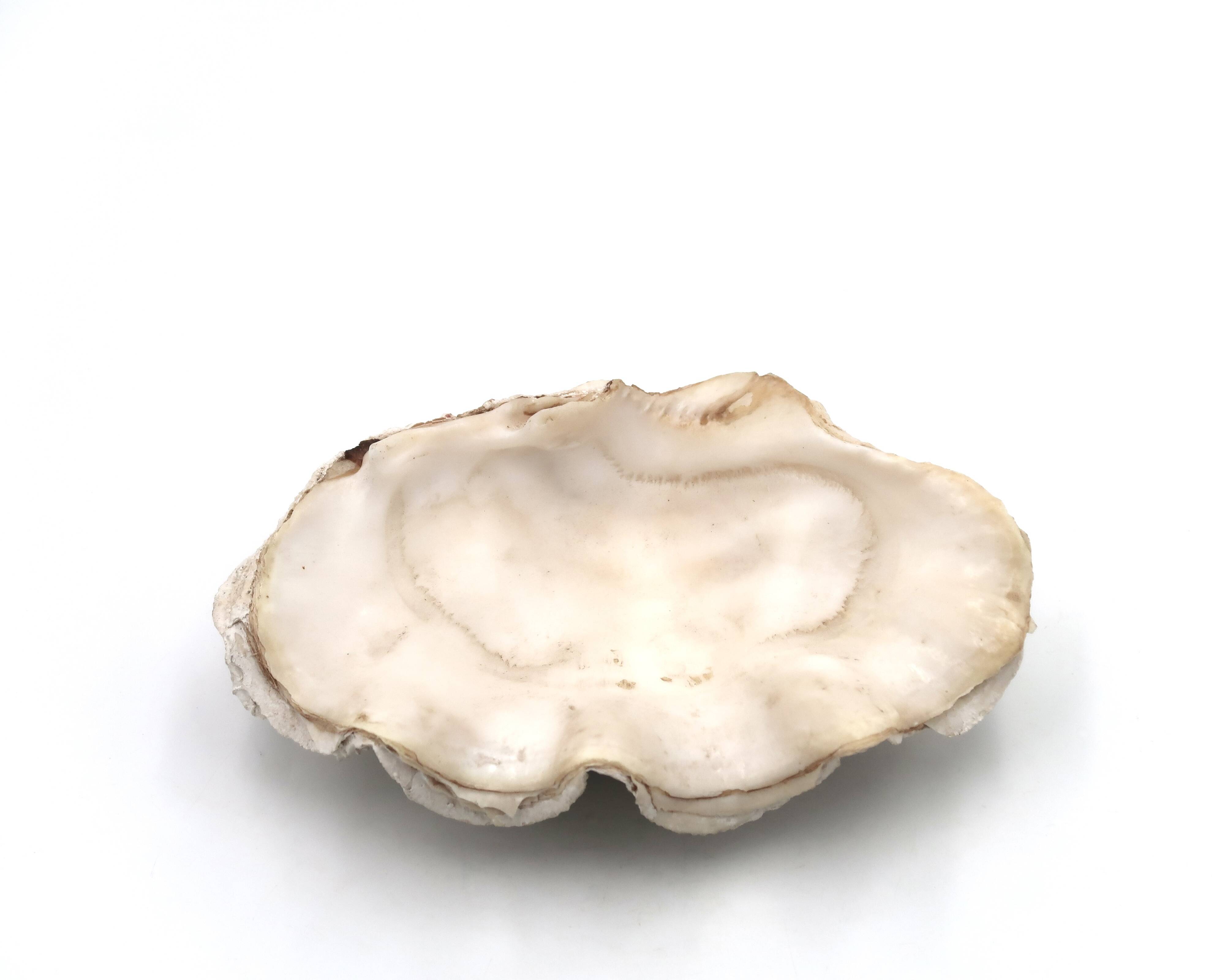 Holy water stoup shell emptier, 1970s