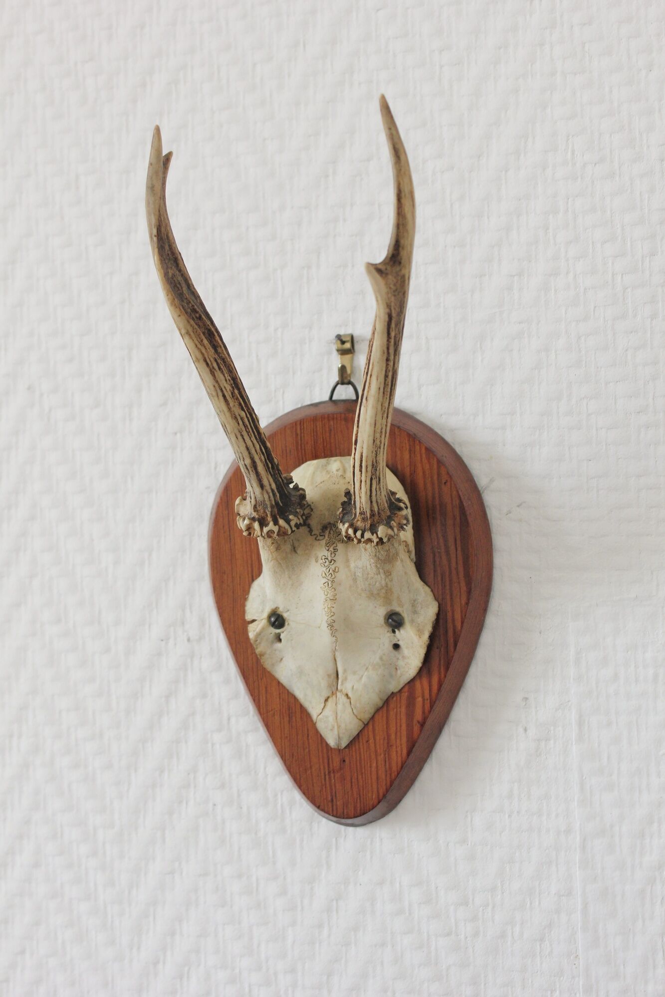 Curiosity Cabinet Hunting Trophy on Vintage Wooden Base