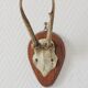 Curiosity Cabinet Hunting Trophy on Vintage Wooden Base