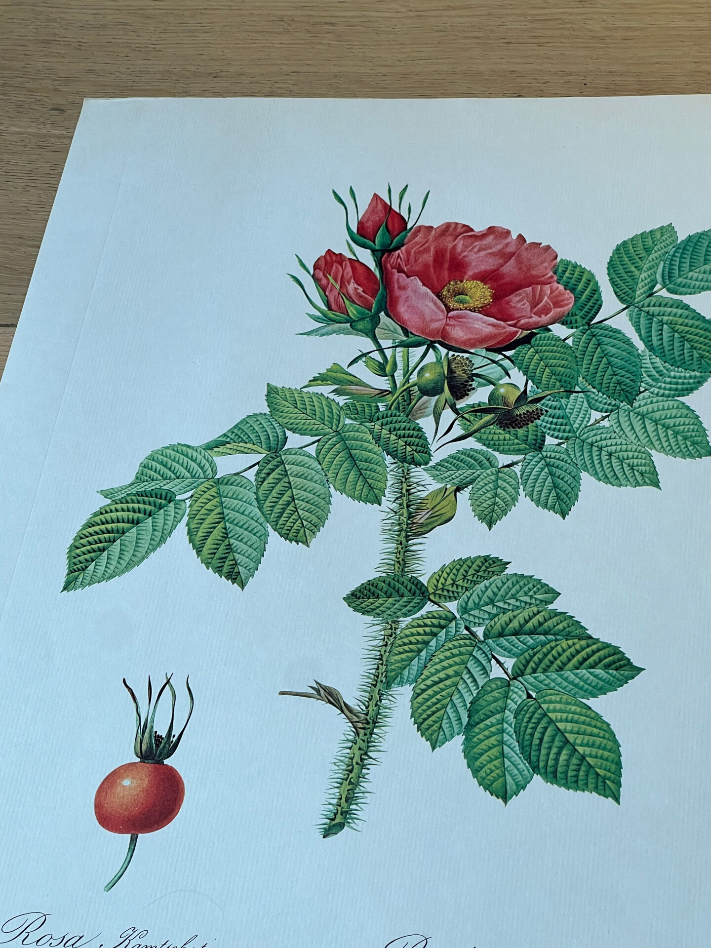 Planche botanique - Rosier du Kamtschatka - 40,4x29,9cm