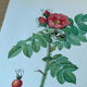 Planche botanique - Rosier du Kamtschatka - 40,4x29,9cm