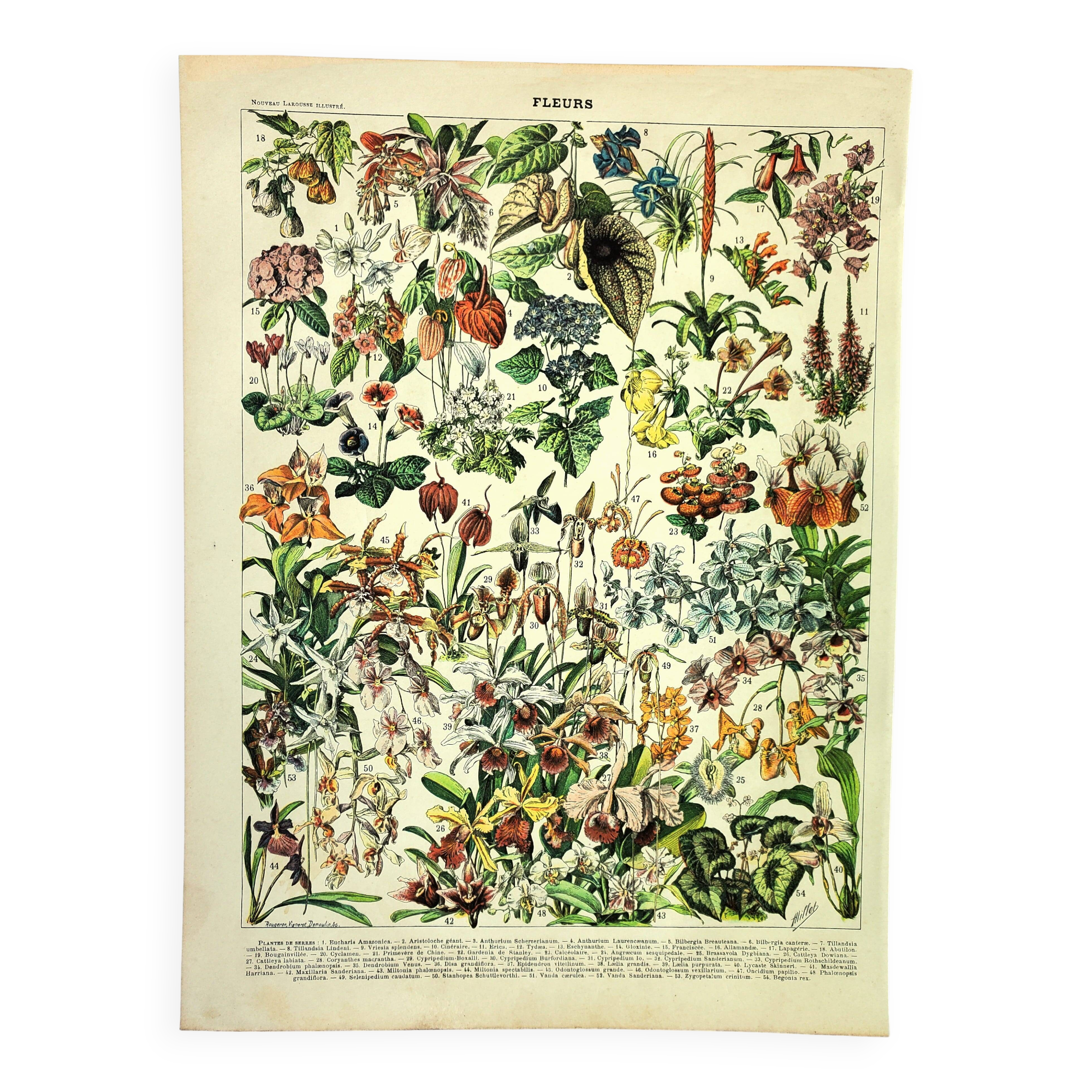 Botanical engraving 1897 A. Millot - Flowers and plants 3