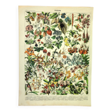 Botanical engraving 1897 A. Millot - Flowers and plants 3