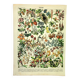 Botanical engraving 1897 A. Millot - Flowers and plants 3