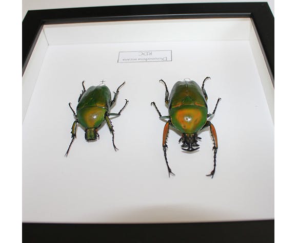 Couple of dicronorhina micans