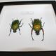 Couple of dicronorhina micans