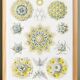 Poster about polycystic kidney stones, based on an old lithograph from 1904.