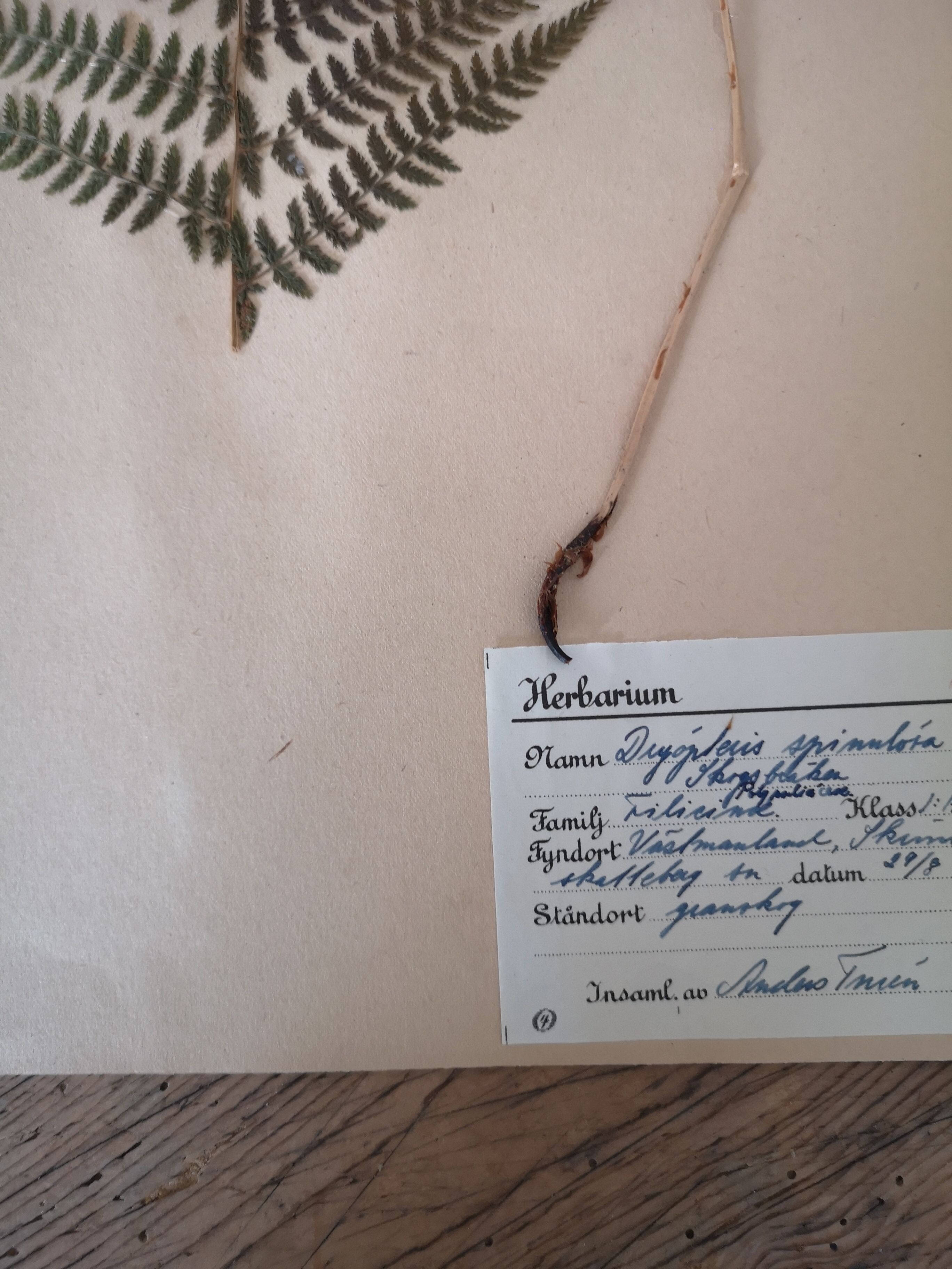 Anders's herbarium - ancient Swedish herbarium board