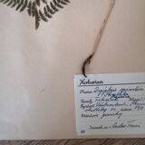 Anders's herbarium - ancient Swedish herbarium board