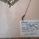Anders's herbarium - ancient Swedish herbarium board