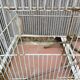 Iron Bird Cage 1900