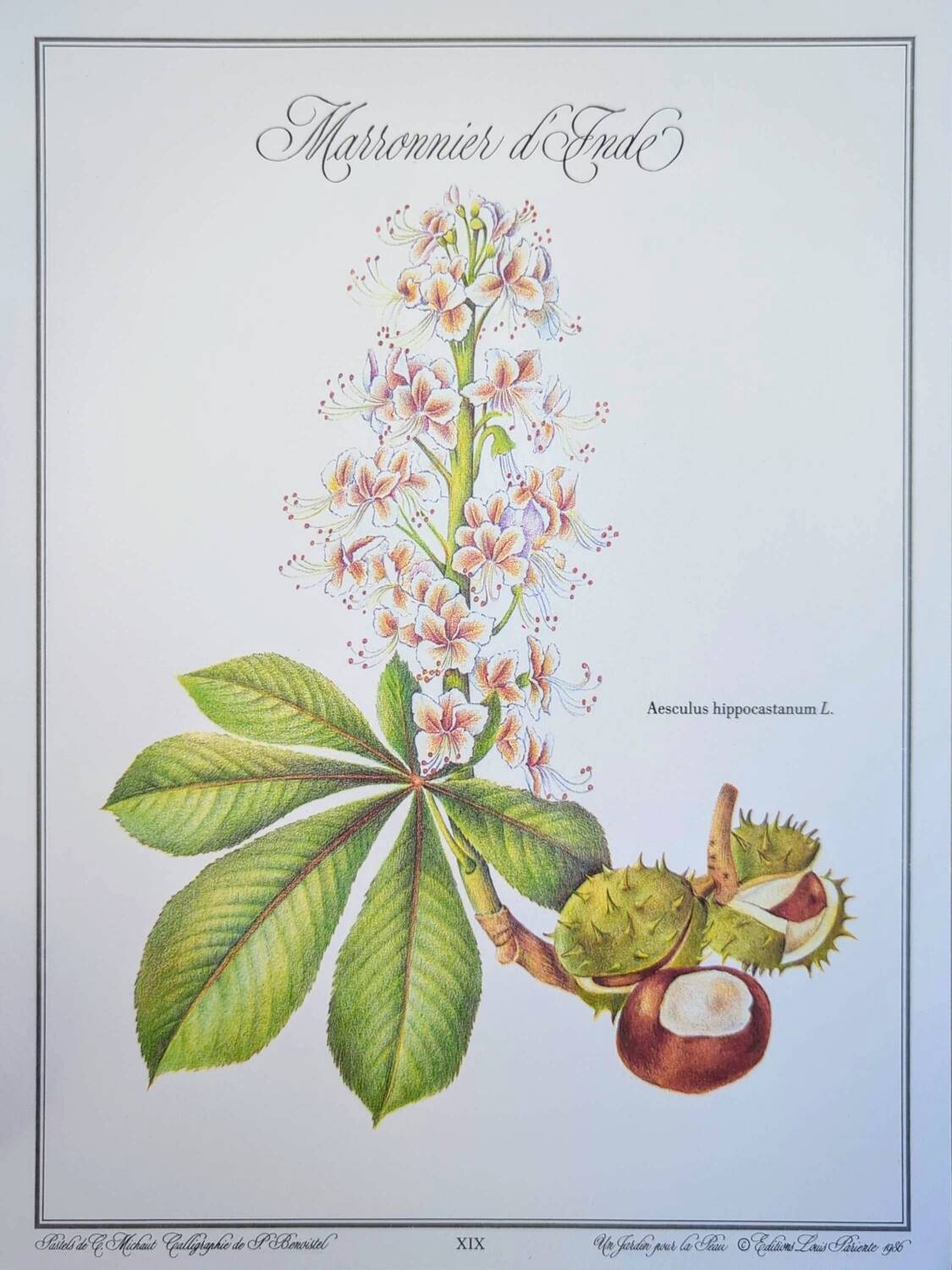 Printed in 1986, the Horse Chestnut. Vintage Botany.