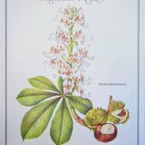 Printed in 1986, the Horse Chestnut. Vintage Botany.