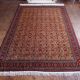 Handmade Shirvan Caucasian Rug 283x200ccm
