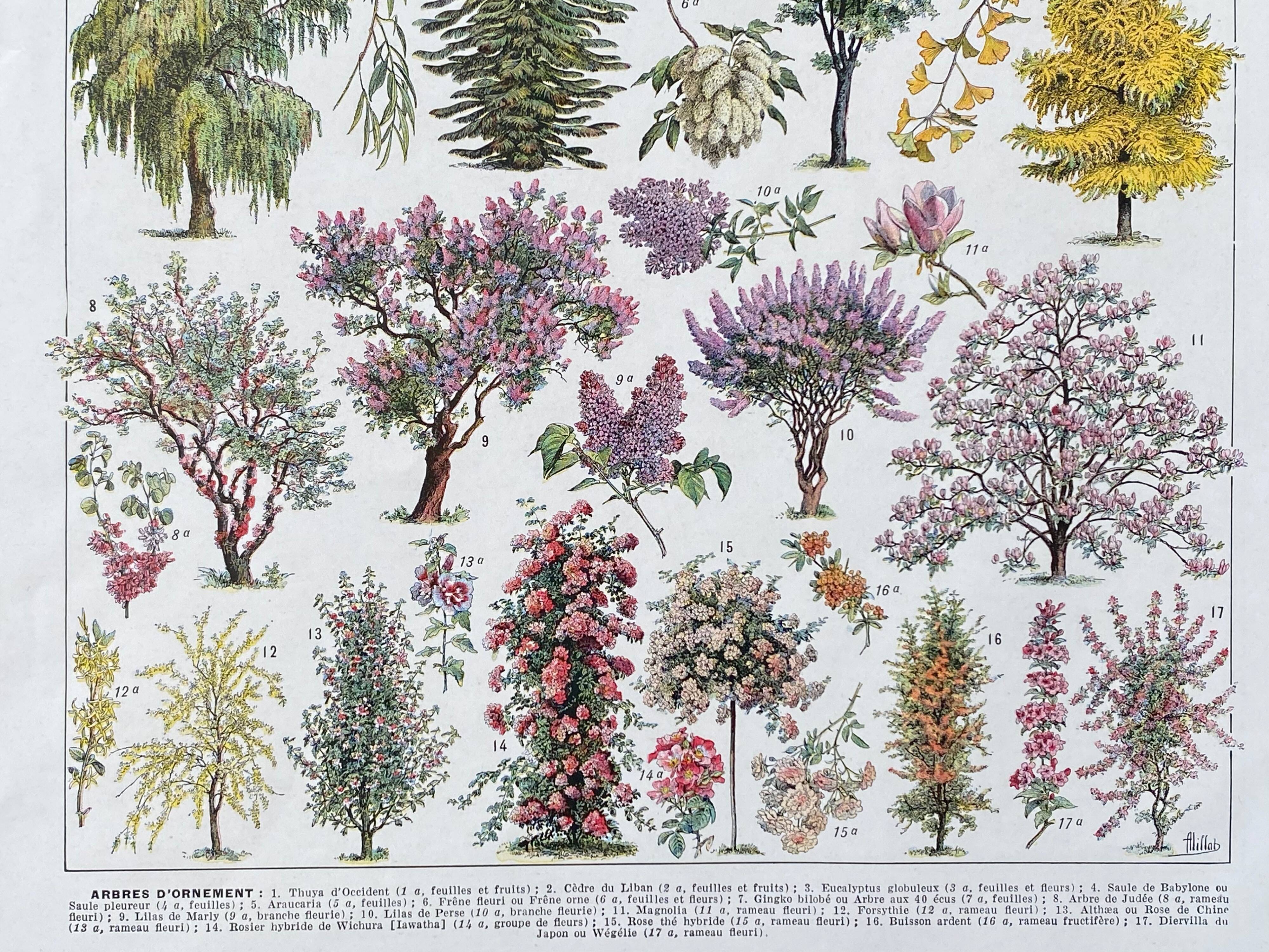 Illustration Millot "Ornamental tree gardens"