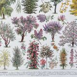 Illustration Millot "Jardins arbres d'ornement"
