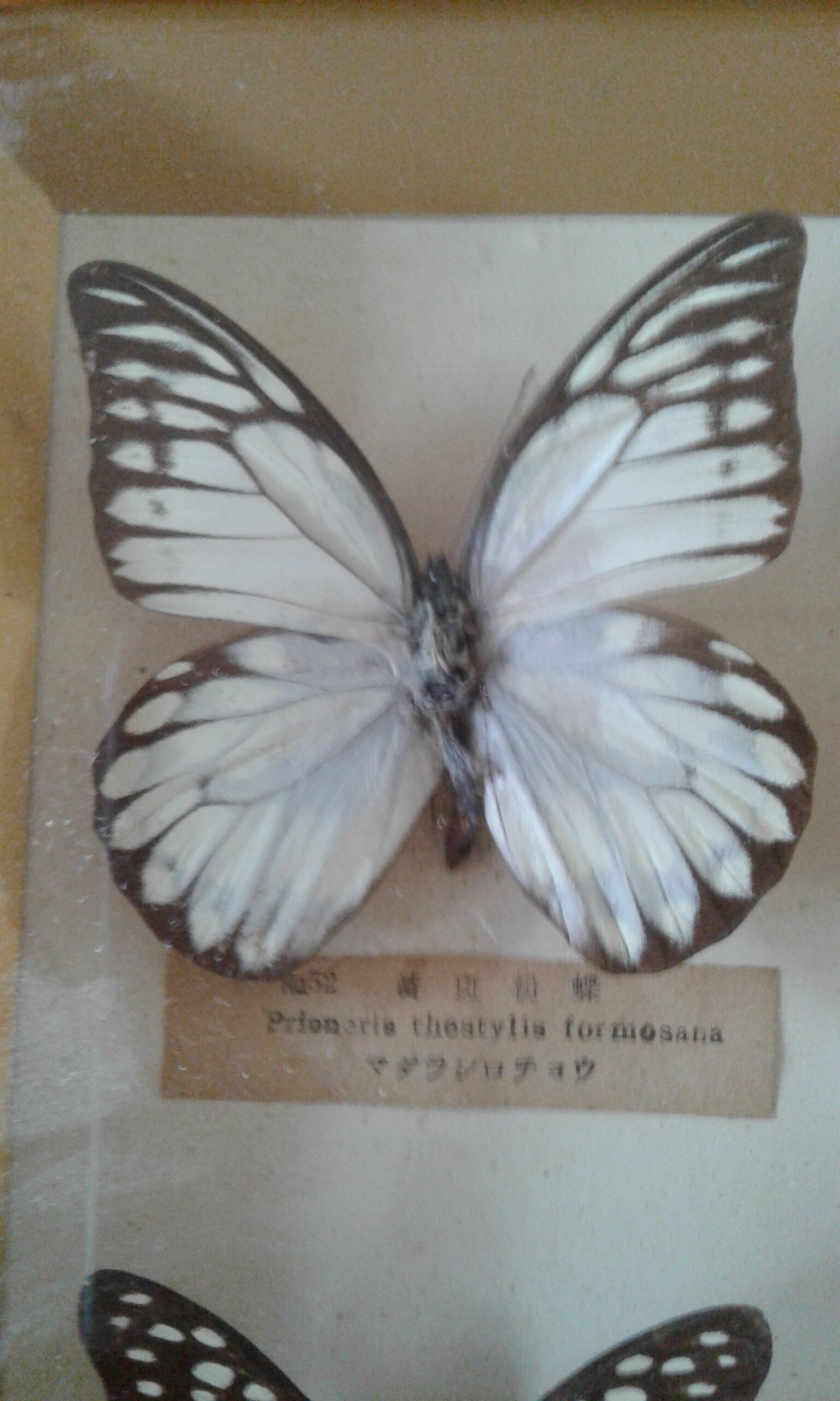 Naturalized butterfly frame