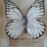 Naturalized butterfly frame