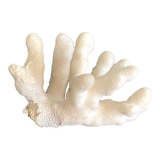 White coral