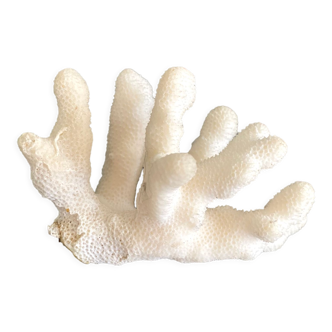 White coral