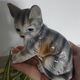 Figurine, Cat statuette, in old 20th century enameled ceramic. Animal figurine, vintage feline