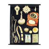 Wall poster of the school from Jung-Koch-Quentell "worms" 1972