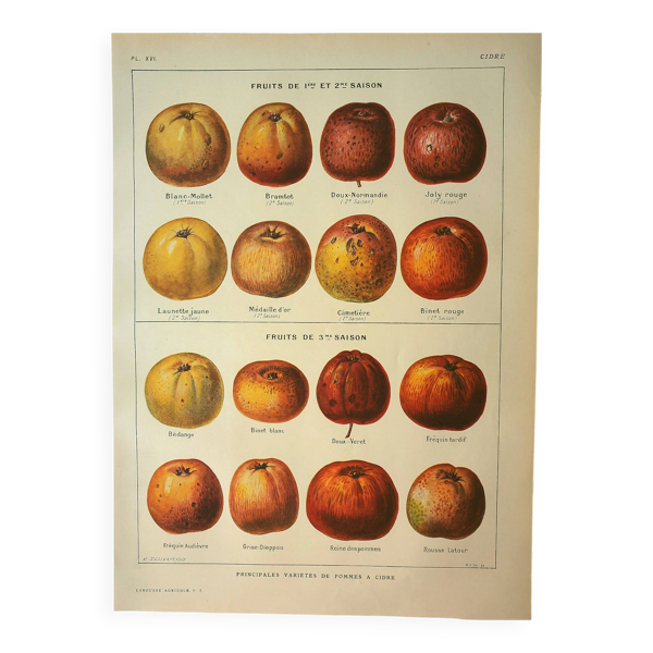 Gravure botanique - 1921 - Pomme à cidre - Lithographie, planche variété — Beyit