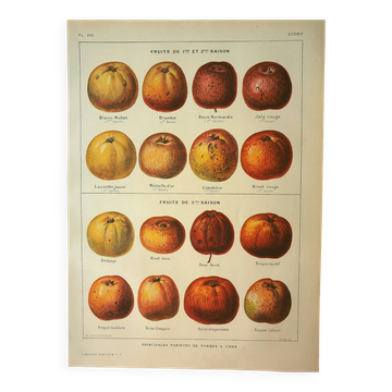 Botanical engraving - 1921 - Cider apple - Lithograph, variety plate