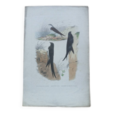 Poster - 19th century zoological engraving of birds - swallow - swift