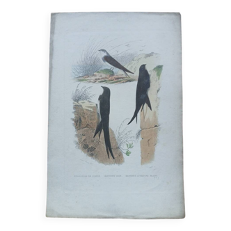 Poster - 19th century zoological engraving of birds - swallow - swift
