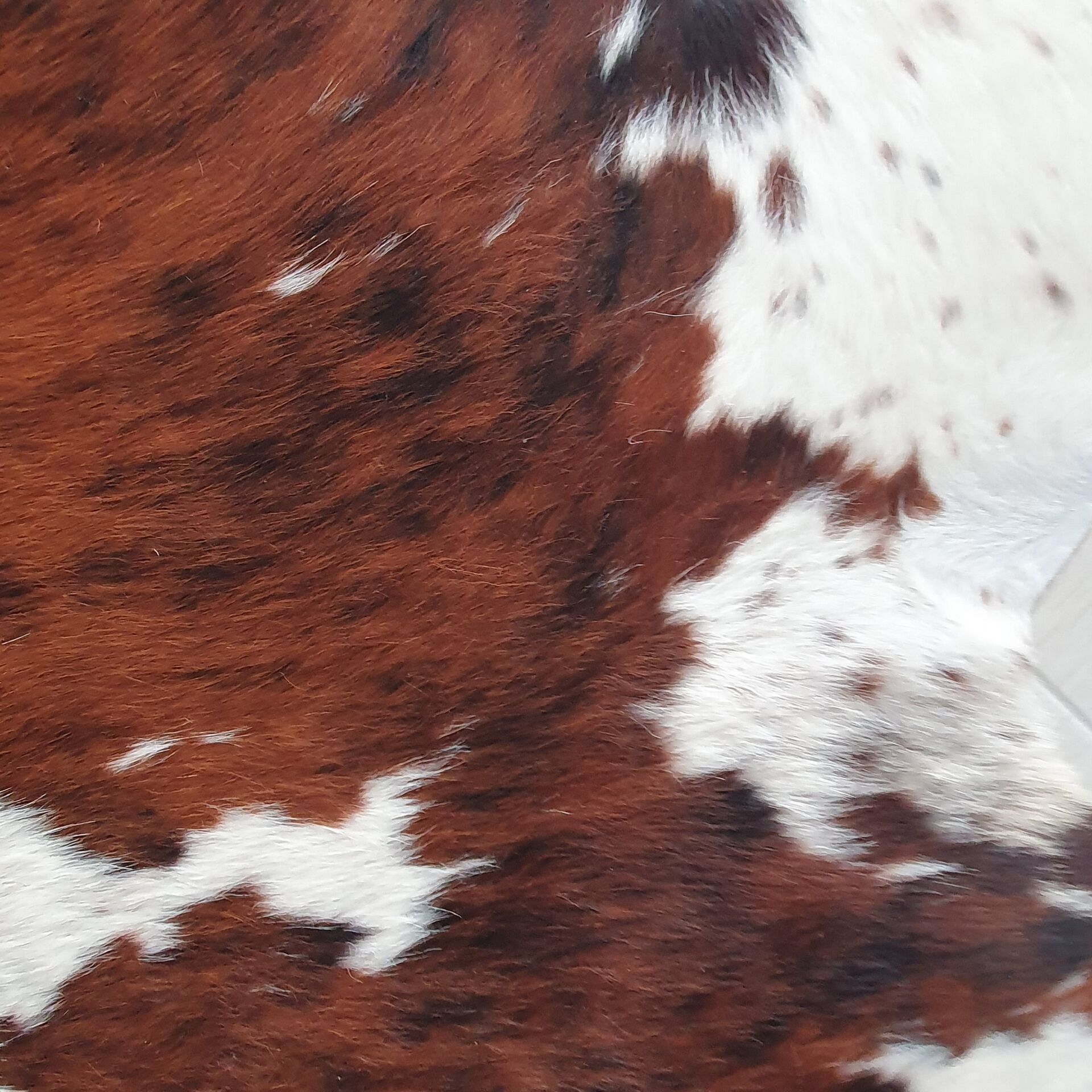 Cowhide rug