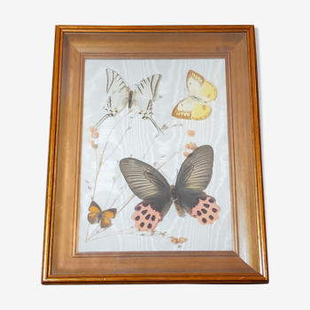 Butterflies frame