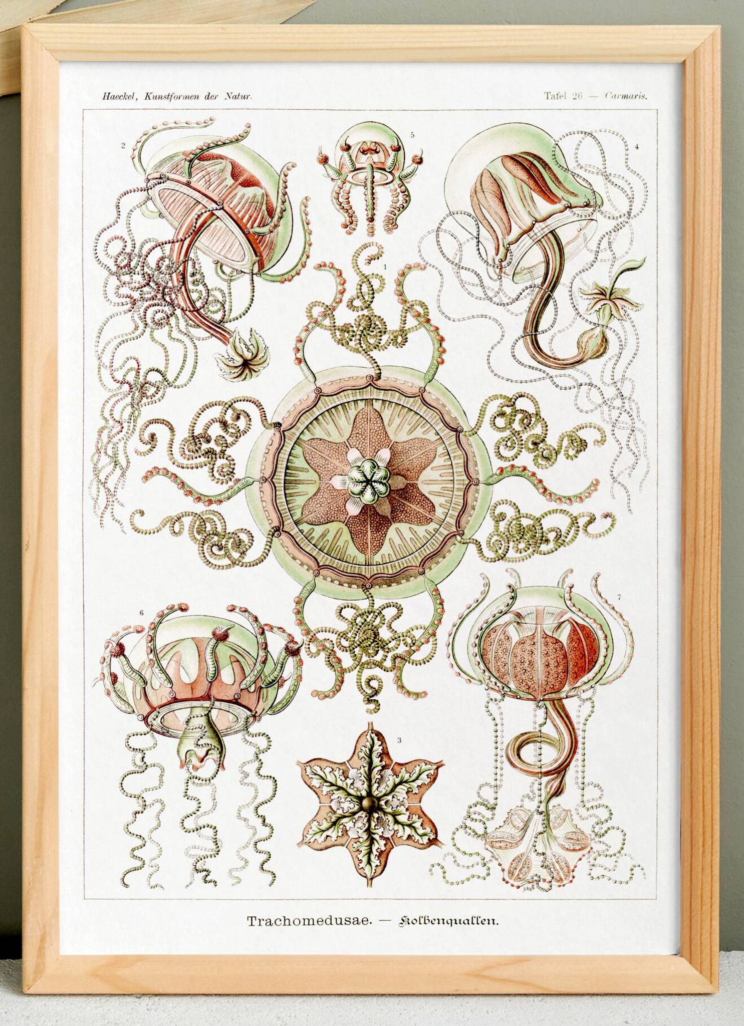 Poster on pelagic jellyfish, based on an old lithograph from 1904