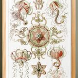 Poster on pelagic jellyfish, based on an old lithograph from 1904