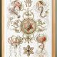 Poster on pelagic jellyfish, based on an old lithograph from 1904