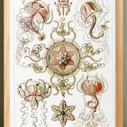 Poster on pelagic jellyfish, based on an old lithograph from 1904