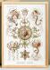 Poster on pelagic jellyfish, based on an old lithograph from 1904