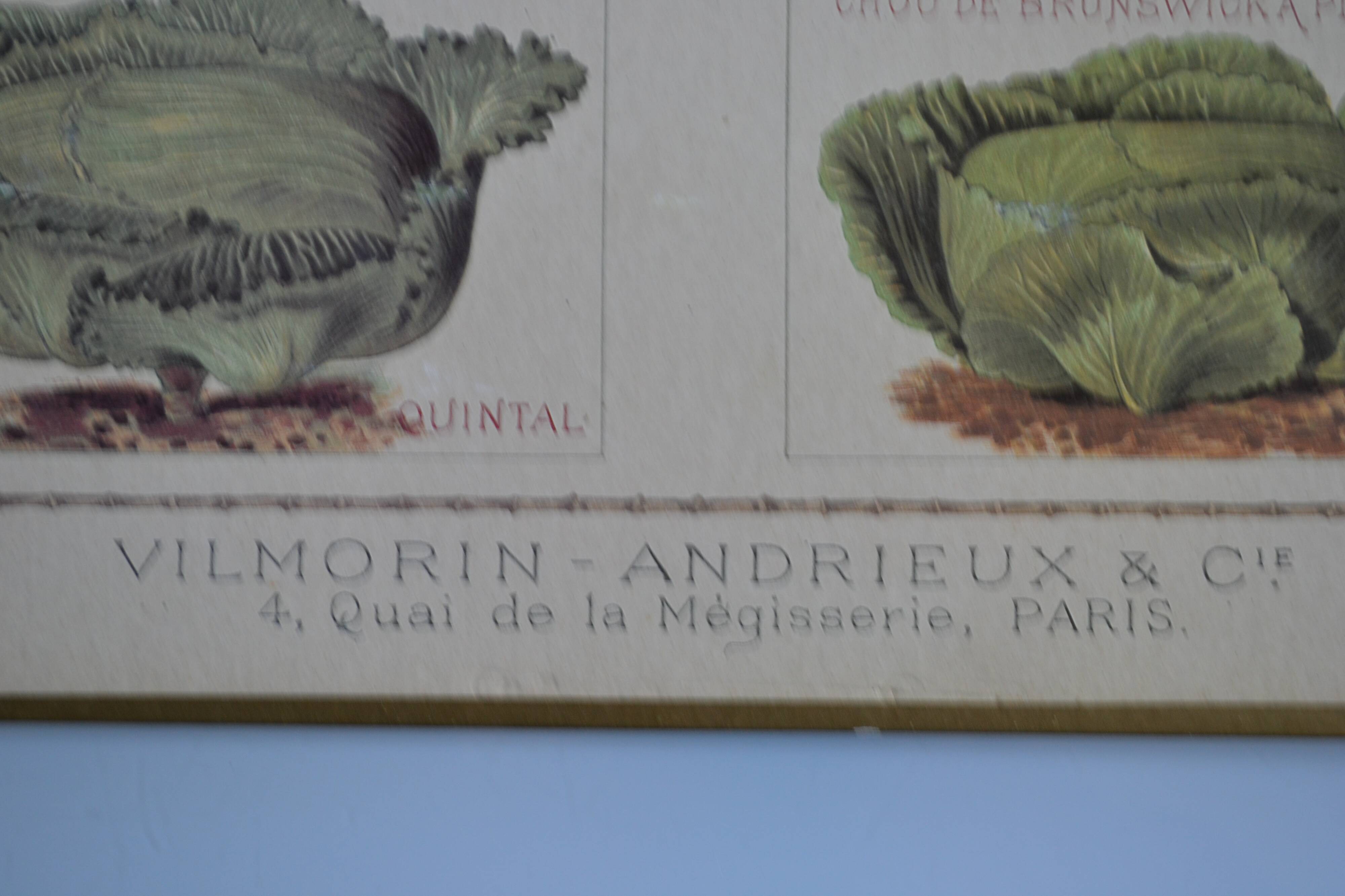 Vintage botanical poster "Cabbages"