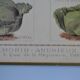 Vintage botanical poster "Cabbages"