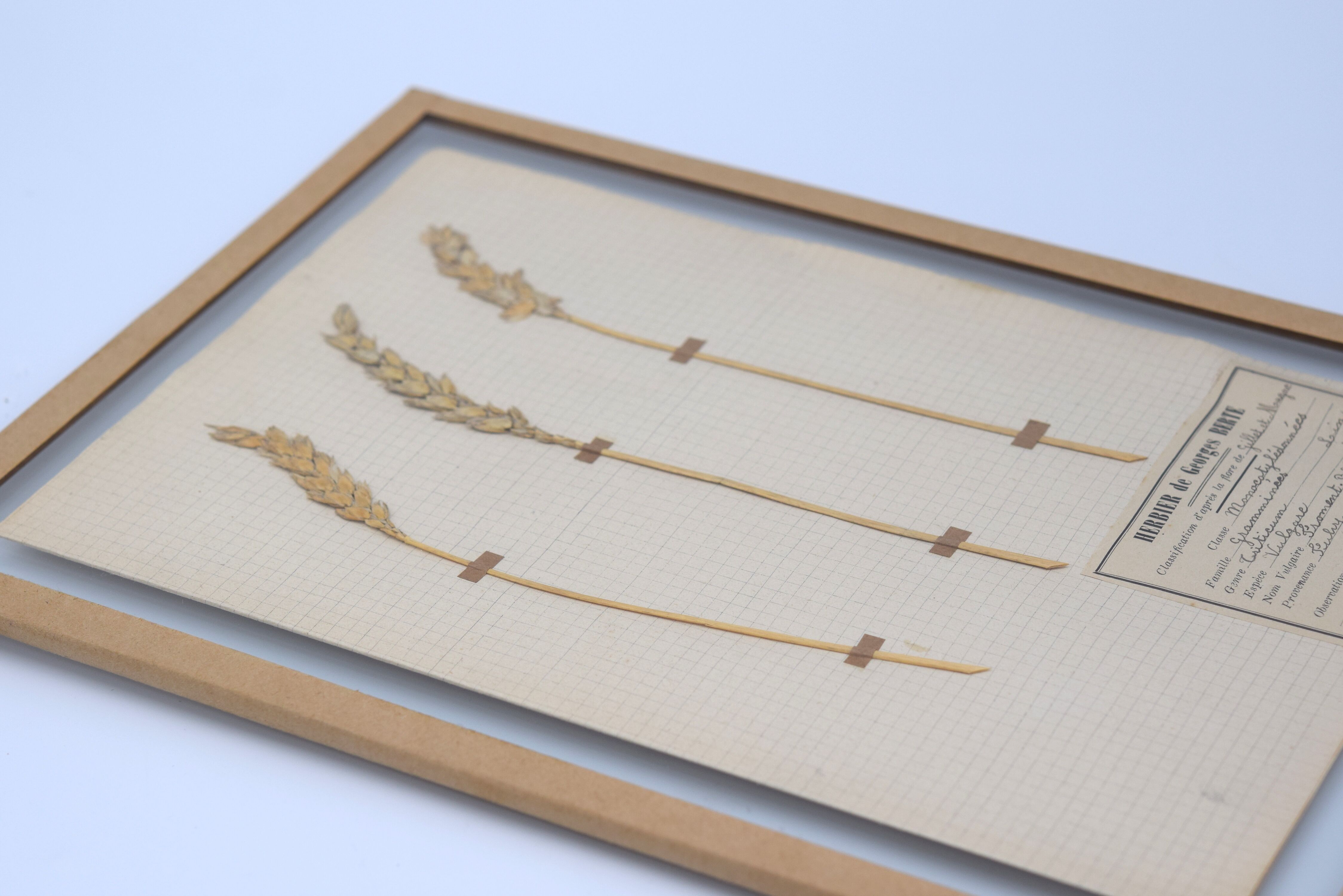 George Bert Herbarium