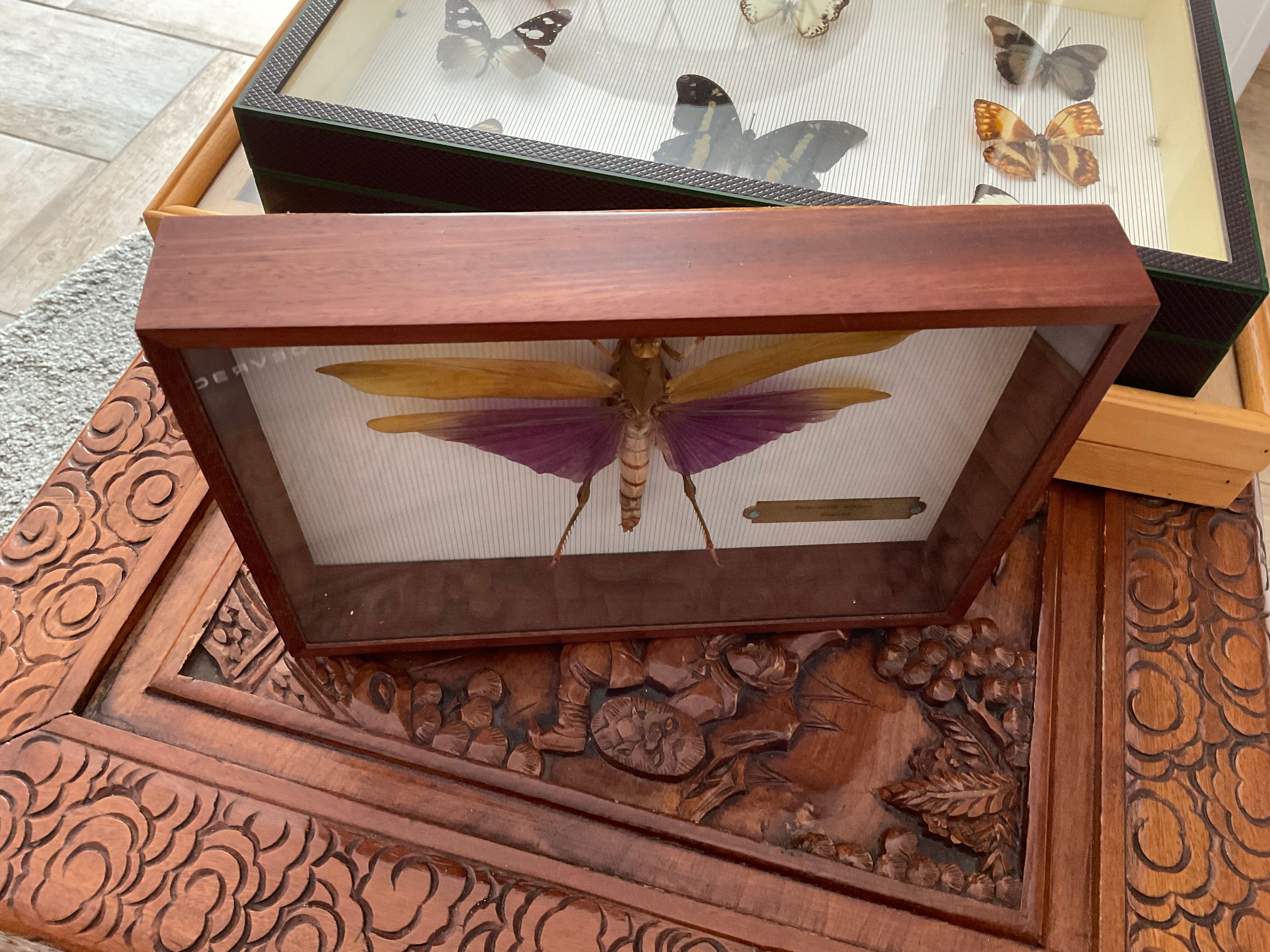 Frame under glass, naturalized insect Titanacris albipes