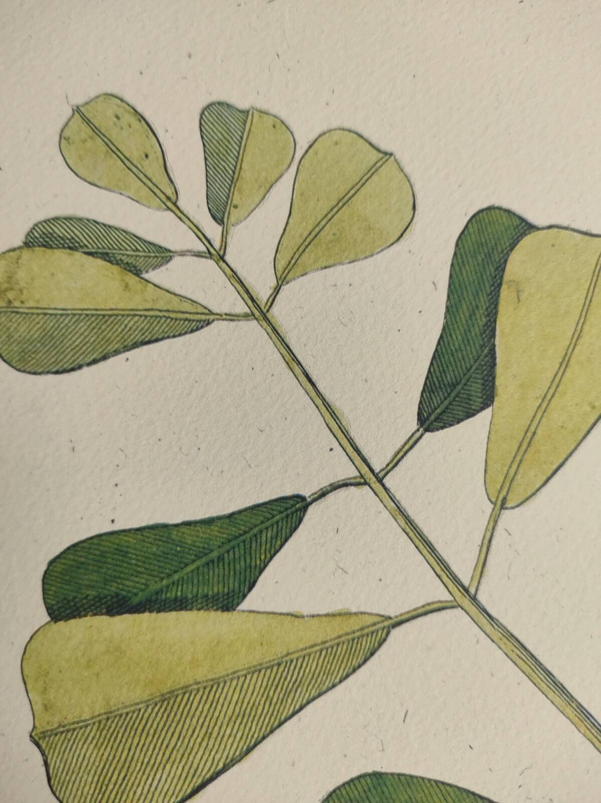 Antique bird engraving - Sea Lark - Zoological plate by Seligmann & Catesby - ornithology